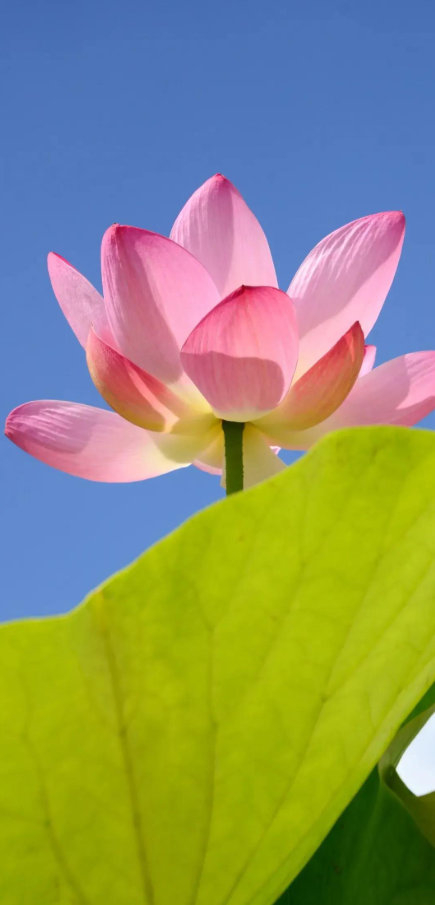 开云官网-疲惫是成长信号，坚持离梦想更近|长跑|极限|运动员|能量|人生_新浪新闻